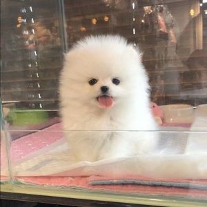 Meet your Posher, Sara